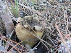 Scleroderma flavidum