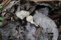 Sarcoscypha vassiljevae