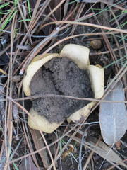 Scleroderma flavidum