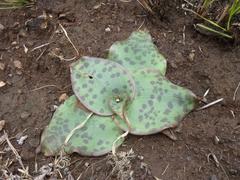 Ledebouria ovatifolia ovatifolia