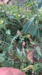 Persicaria maculosa