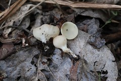 Sarcoscypha vassiljevae