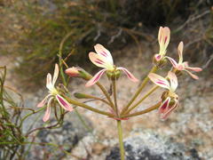 Pelargonium anethifolium