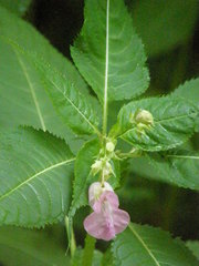 Impatiens glandulifera
