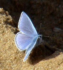 Polyommatus icarus