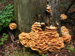 Laetiporus sulphureus