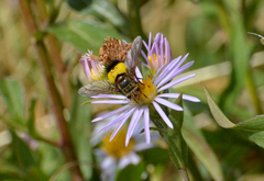 Xanthoepalpus bicolor