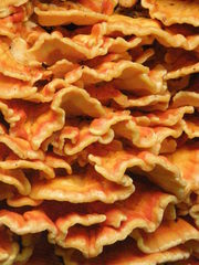 Laetiporus sulphureus
