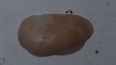 Barbatia barbata
