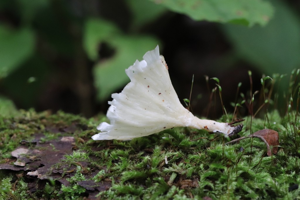 Neocotylidia diaphana · August 2021 · photo: © ninacourlee (iNaturalist, cc-by)