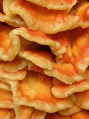 Laetiporus sulphureus