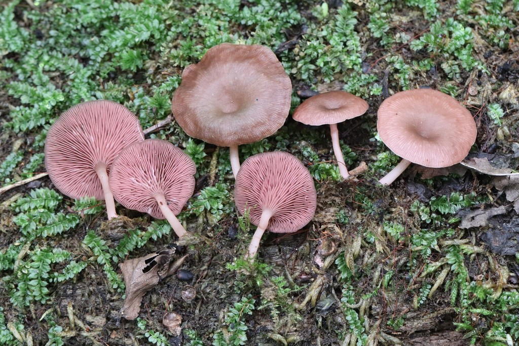 Arrhenia discorosea · August 2021 · photo: © ninacourlee (iNaturalist, cc-by)