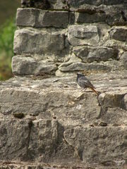 Phoenicurus ochruros