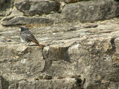 Phoenicurus ochruros