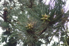Pinus