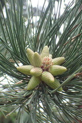 Pinus