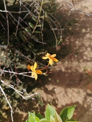 Epidendrum radicans