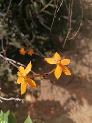 Epidendrum radicans