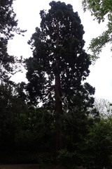 Sequoiadendron giganteum