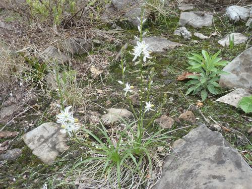 Chlorophytum recurvifolium (Chlorophytum recurvifolium)