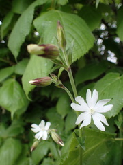 Silene latifolia