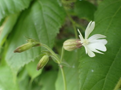 Silene latifolia