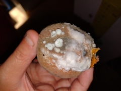 Penicillium