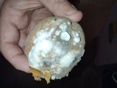 Penicillium
