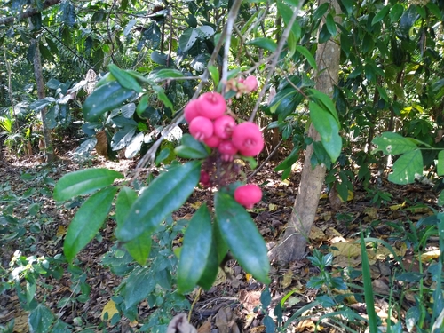 Image of Syzygium fibrosum by (c) Steve Fitzgerald, some rights reserved (CC BY-SA)