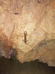 Speleomantes strinatii