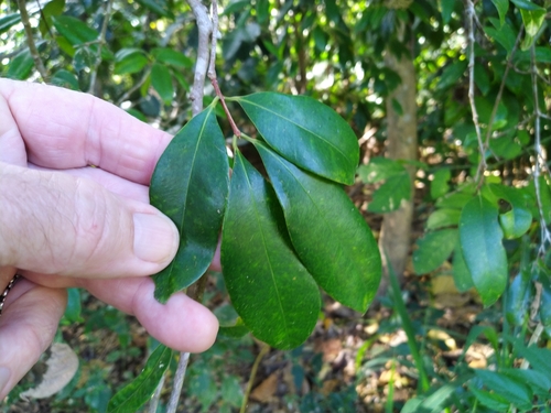 Image of Syzygium fibrosum by (c) Steve Fitzgerald, some rights reserved (CC BY-SA)