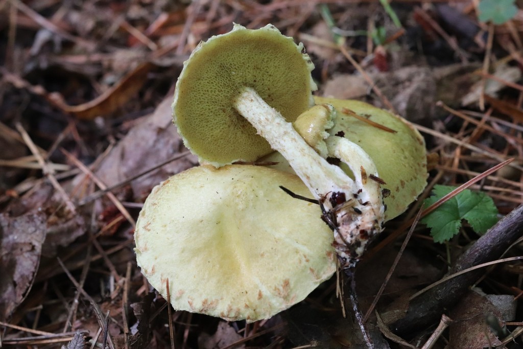 Suillus sibiricus · August 2021 · photo: © ninacourlee (iNaturalist, cc-by)