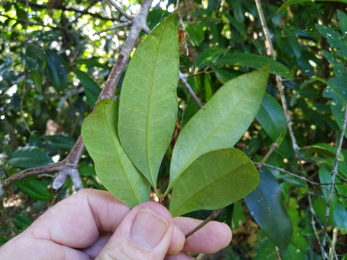 Image of Syzygium fibrosum by (c) Steve Fitzgerald, some rights reserved (CC BY-SA)