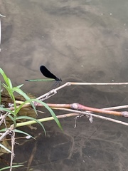 Atrocalopteryx atrata