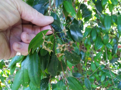 Image of Syzygium fibrosum by (c) Steve Fitzgerald, some rights reserved (CC BY-SA)