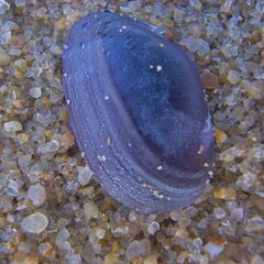 Hiatula lunulata