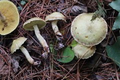 Suillus sibiricus