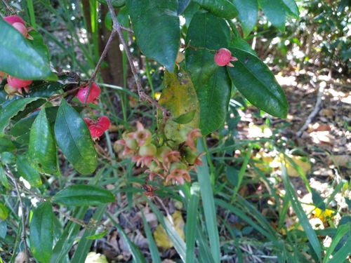 Image of Syzygium fibrosum by (c) Steve Fitzgerald, some rights reserved (CC BY-SA)