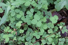 Potentilla centigrana