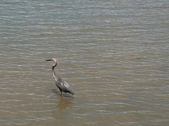 Ardea sumatrana