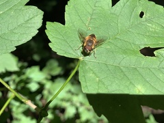 Eristalis similis