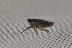 Aphrodes makarovi