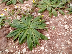 Plantago serraria