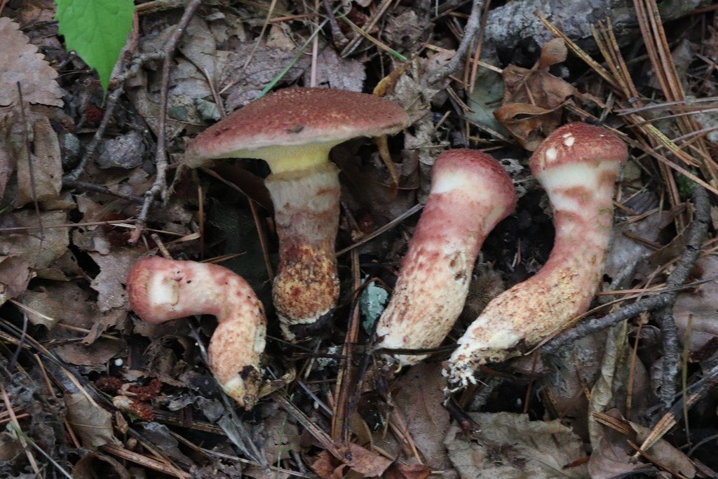 Suillus spraguei · August 2021 · photo: © ninacourlee (iNaturalist, cc-by)
