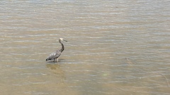 Ardea sumatrana