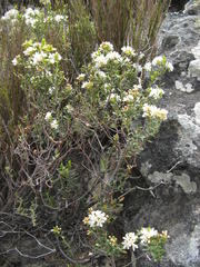 Agathosma spinescens