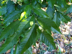 Toechima daemelianum