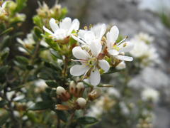 Agathosma spinescens