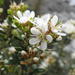 Agathosma spinescens - Photo (c) Nick Helme, μερικά δικαιώματα διατηρούνται (CC BY-SA), uploaded by Nick Helme
