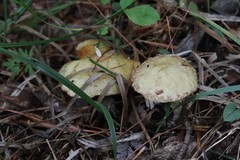 Suillus sibiricus
